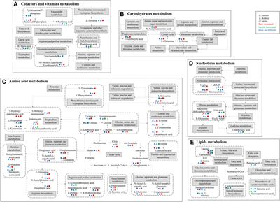 Integrated analysis of comprehensive metabolomics and network pharmacology to reveal the mechanisms of abelmoschus manihot (L.) medik. in the treatment of cisplatin-induced chronic kidney disease